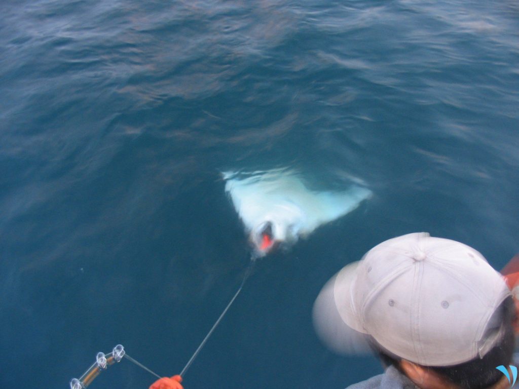 Alaska Halibut Fishing, Sitka, AK Alaska Halibut Fishing Near Me